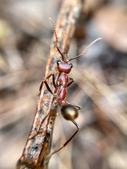 Myrmecia regularis