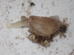 Sipuncula