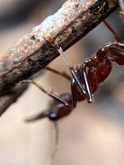 Myrmecia regularis