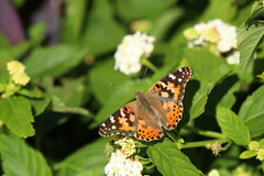 Vanessa cardui