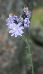 Cicerbita azurea