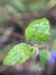 Tremandra stelligera