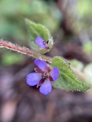 Tremandra stelligera
