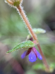 Tremandra stelligera