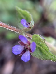 Tremandra stelligera