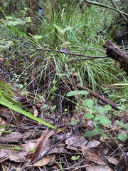 Tremandra stelligera