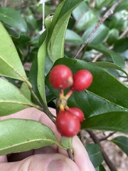 Huberantha nitidissima