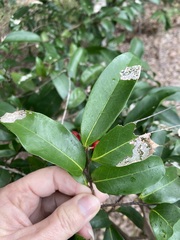 Huberantha nitidissima