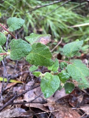 Tremandra stelligera