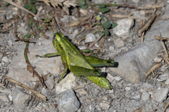 Campylacantha olivacea