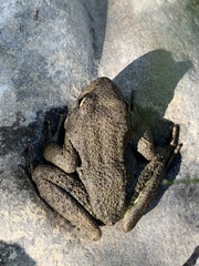 Rana boylii