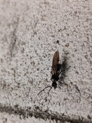Myrma