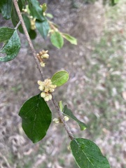 Petalostigma pubescens