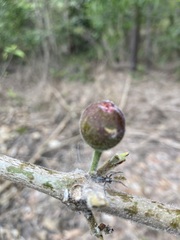 Ficus opposita
