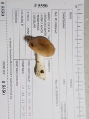 Russula nitida