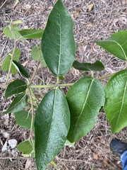 Petalostigma pubescens