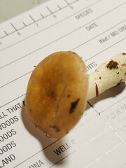 Russula nitida