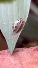 Zygogramma bicolorata