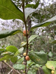 Cyclophyllum coprosmoides