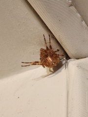 Araneus diadematus