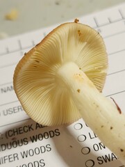 Russula nitida