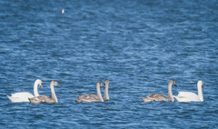 Cygnus olor