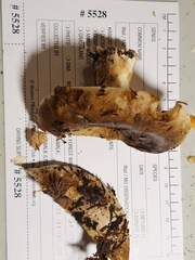 Russula dissimulans