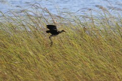 Irediparra gallinacea