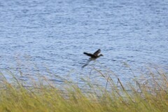 Irediparra gallinacea