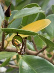Euploea core