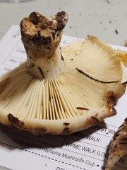 Russula dissimulans