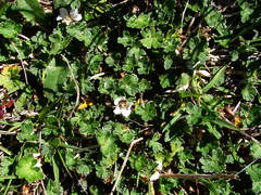 Geranium brevicaule
