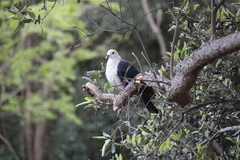 Columba leucomela