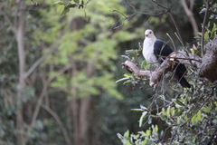 Columba leucomela
