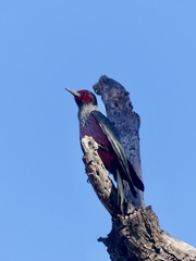 Melanerpes lewis