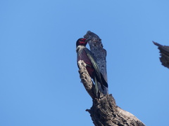 Melanerpes lewis