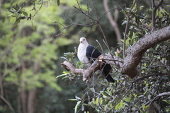 Columba leucomela