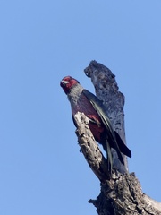 Melanerpes lewis