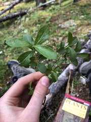 Vaccinium cespitosum