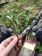 Vaccinium cespitosum