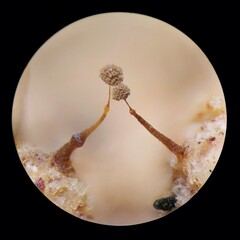 Clastoderma debaryanum