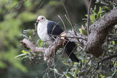 Columba leucomela