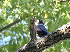 Melanerpes lewis