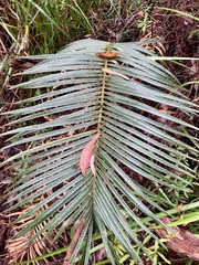 Macrozamia riedlei