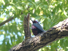 Melanerpes lewis