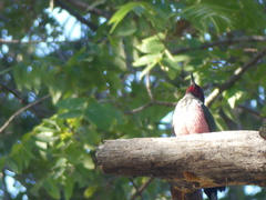 Melanerpes lewis