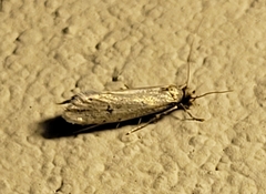 Amydria effrenatella