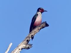 Melanerpes lewis