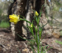 Xerochrysum viscosum