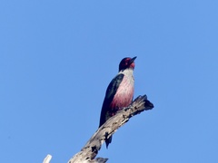 Melanerpes lewis